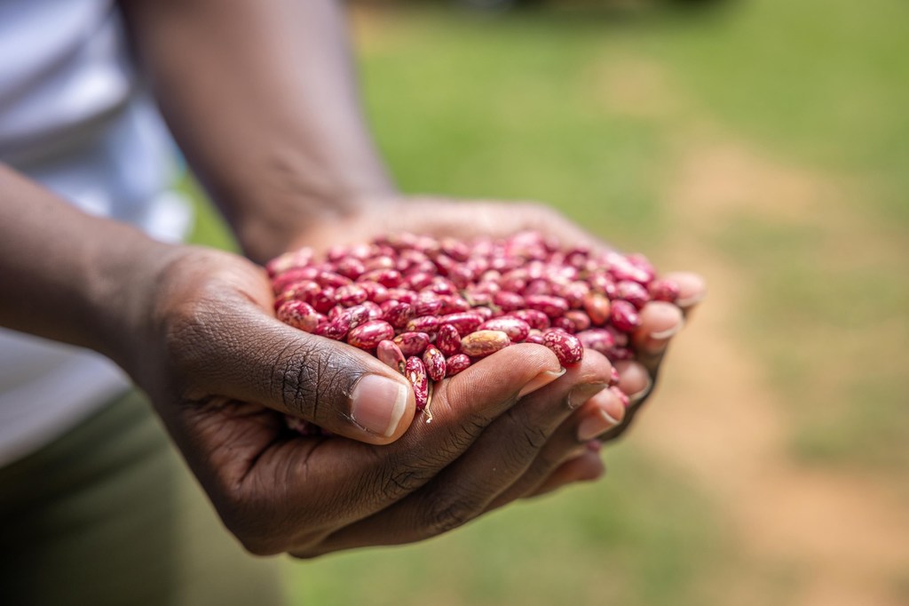 Un granjero de Kenya muestra su cosecha de fríjoles.